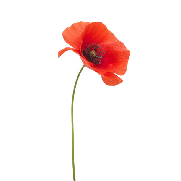 istock bright red poppy flower isolated on white 803339700