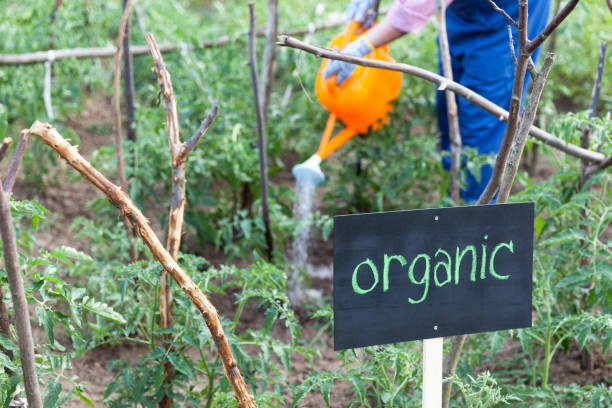 Farmer working in the organic vegetable garden