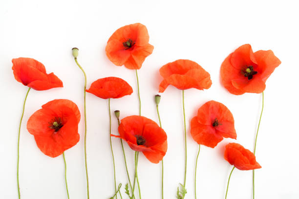 istock Red poppy flowers in a row on white. Flat lay. Top view 803339924