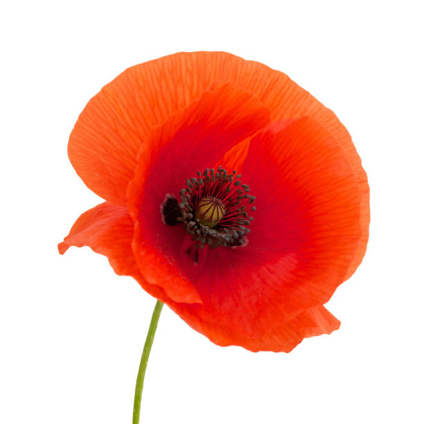 istock bright red poppy flower isolated on white 803339976