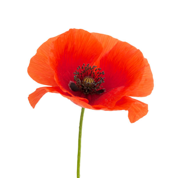 istock bright red poppy flower isolated on white 803340018