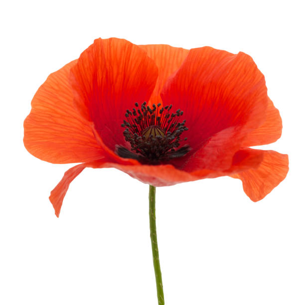 istock bright red poppy flower isolated on white 803340100