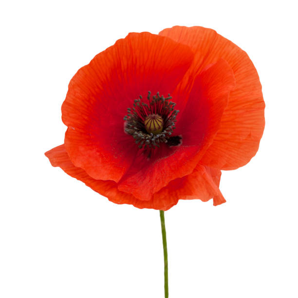 istock bright red poppy flower isolated on white 803340150