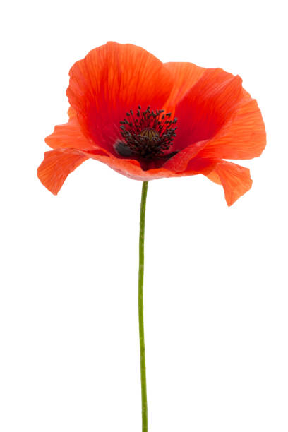 istock bright red poppy flower isolated on white 803342396