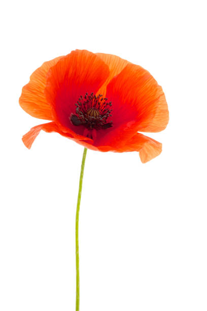 istock bright red poppy flower isolated on white 803342504