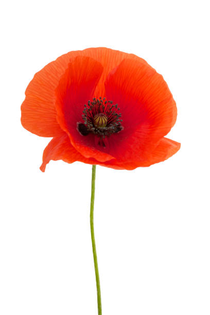 istock bright red poppy flower isolated on white 803342686