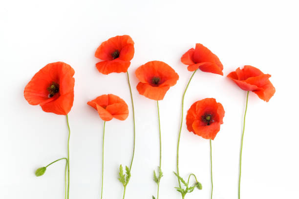 istock Red poppy flowers in a row on white. Flat lay. Top view 803342872