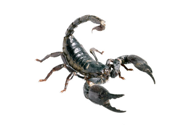 istock black scorpion standby to fighting. 803343628