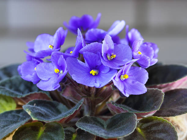 violette saintpaulias blumen - gloxinia stock-fotos und bilder