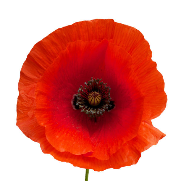 istock bright red poppy flower isolated on white 803345870