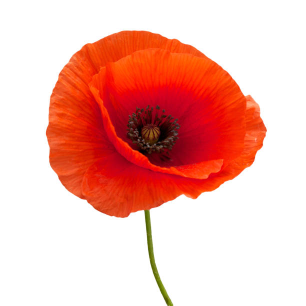 istock bright red poppy flower isolated on white 803345984
