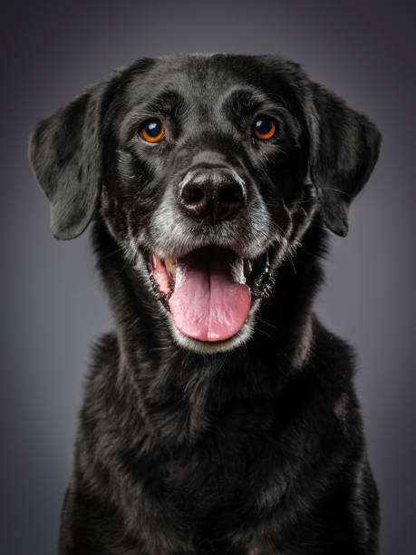 чистокровный черный лабрадор ретривер собака - looking up one animal looking at camera posing стоковые фото и изображения