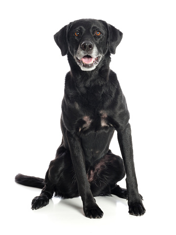 A full length portrait of a purebred Black Labrador Retriever dog looking directly at the camera.