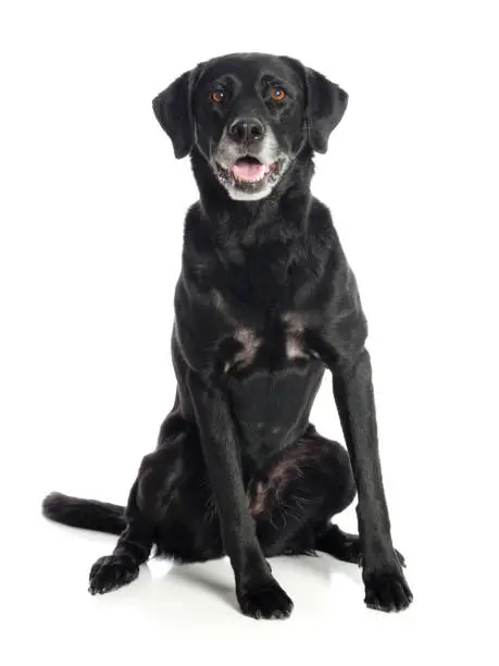 Photo of Purebred Black Labrador Retriever Dog