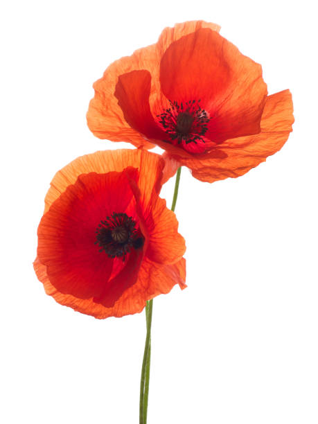 istock Red poppy flower isolated on a white 803346232