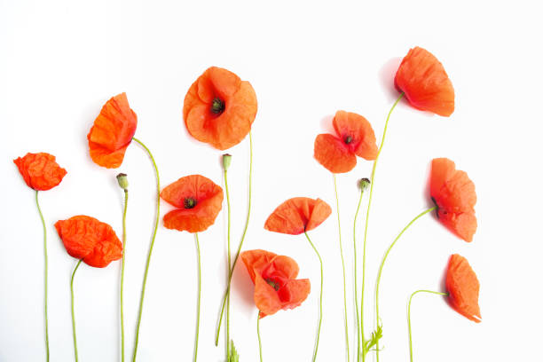 istock Red poppy flowers in a row on white. Flat lay. Top view 803346320