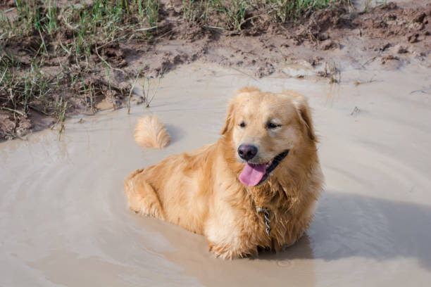 istock Fun golden retriever dog playing in the mud 803350720
