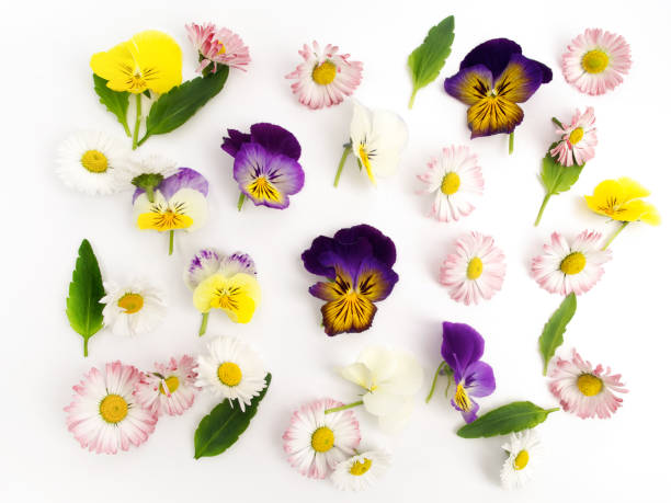 istock beautiful wild flowers on white background. Flat lay. Top view 803353478