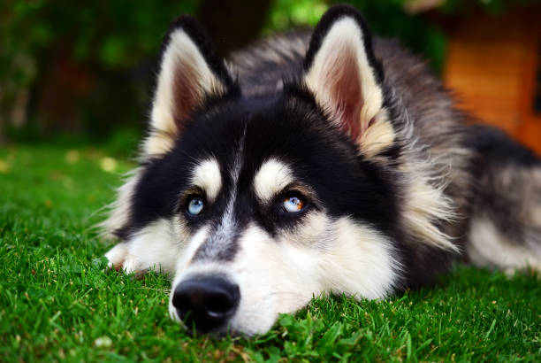 istock Close up view of a Siberian Husky making a sad face 803358034