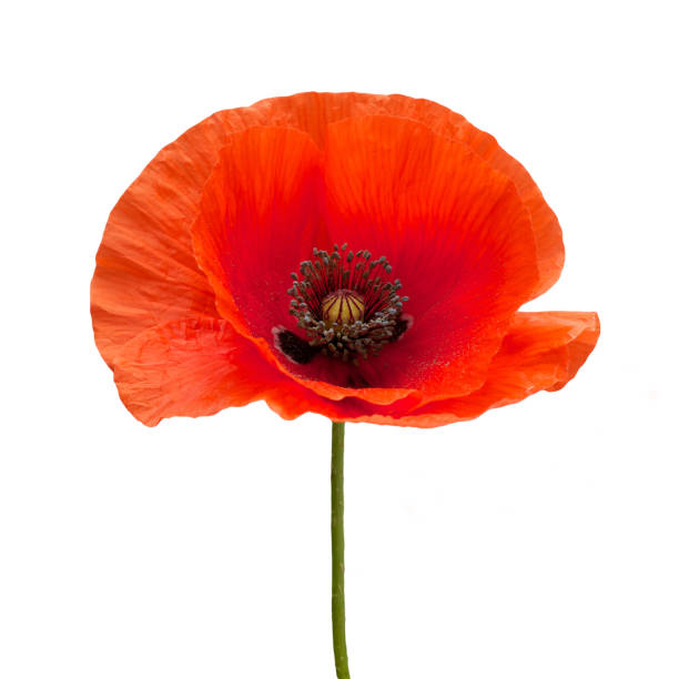 istock bright red poppy flower isolated on white 803358524