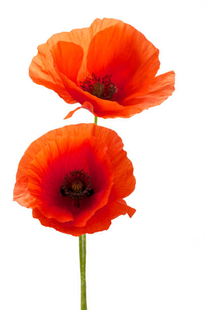 istock Red poppy flower isolated on a white 803358604