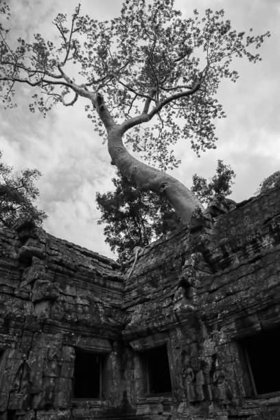 Tree-Covered Ruins of Ta Prohm stock photo
