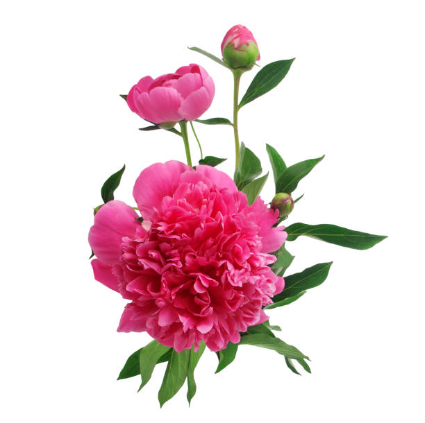 istock Purple peony flowers isolated on white 803363066