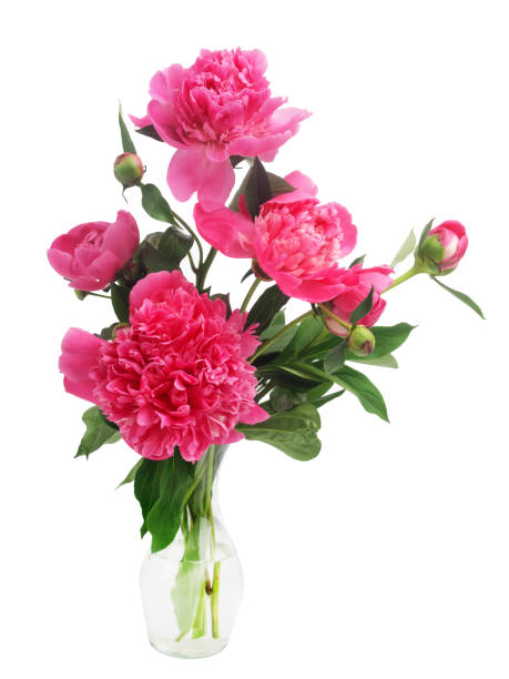 istock Purple peony flowers isolated on white 803363156