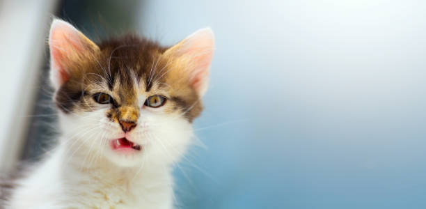 nvexed Cat; mad kitten face nvexed Cat; mad kitten face banging your head against a wall photos stock pictures, royalty-free photos & images
