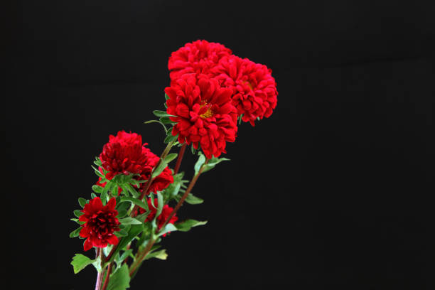 istock Bouquet of chrysanthemum 803365944