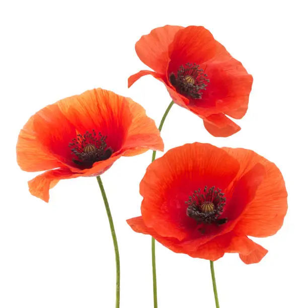 Photo of Red poppy flower isolated on a white