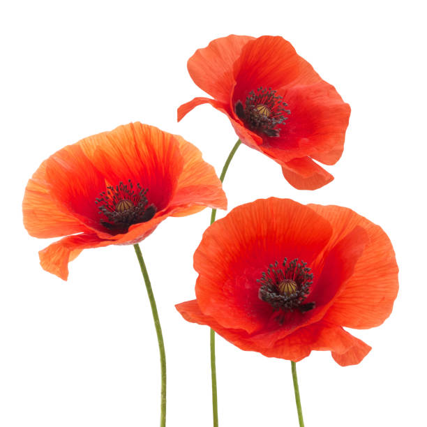 red poppy flower isolated on a white - flower head close up cut flowers cut out imagens e fotografias de stock