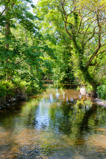 istock River in rural Ireland 803374922