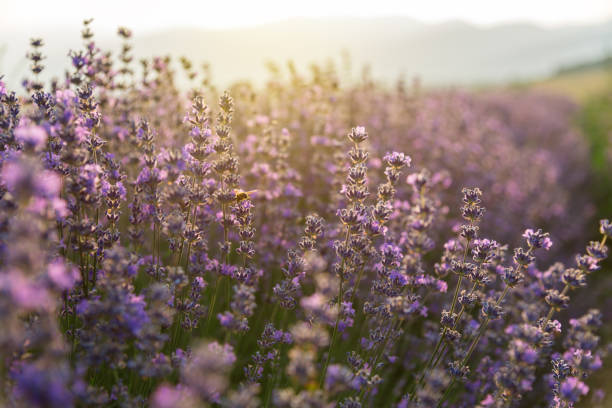 istock Blooming lavender in a field at sunset 803375108
