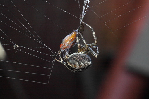spider crusader kills insect