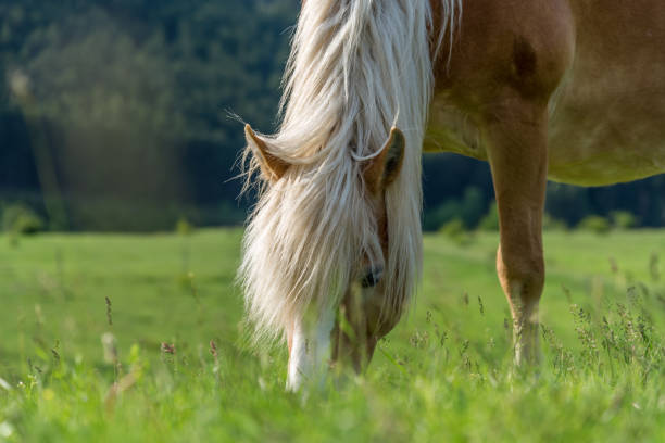 istock Horse grazing in a pasture with grass 803381754