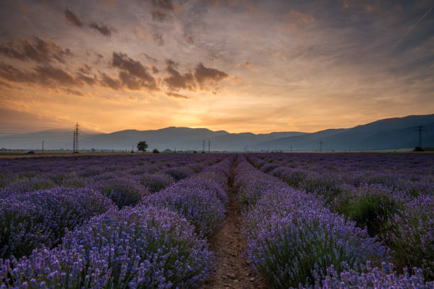istock Lavender fields. Beautiful image of lavender field 803382188