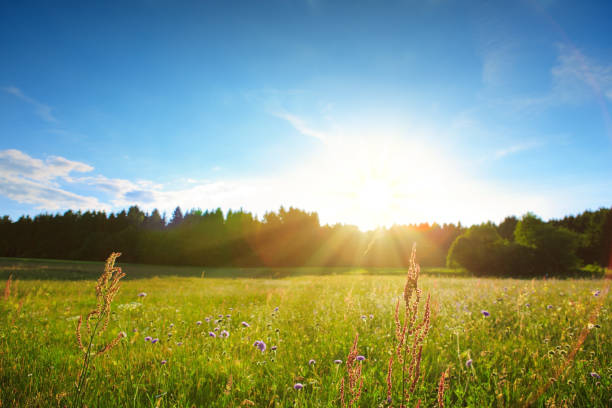istock Bloomin flowers field in the sunset 803391652