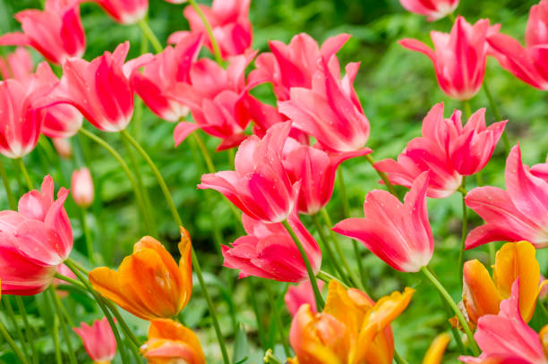 istock field of orange and pink tulips 803392084