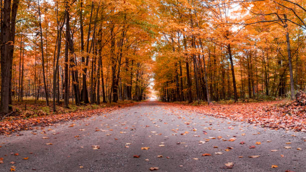Fall colors on a road in Michigan Beautiful fall color panorama in Michigan tree lined driveway stock pictures, royalty-free photos & images