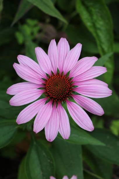 istock Purple blooming Echinacea purpurea in summer, Italy 803406024