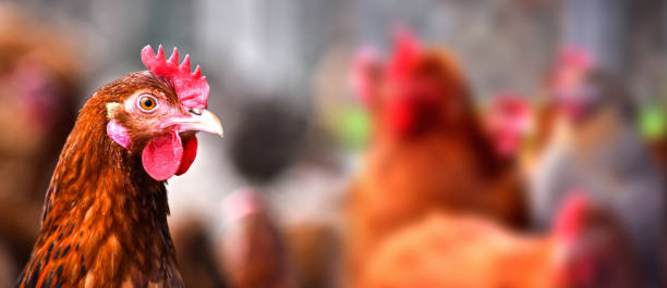 hühner auf traditionelle freilandhuhn geflügel farm - geflügelfleisch stock-fotos und bilder