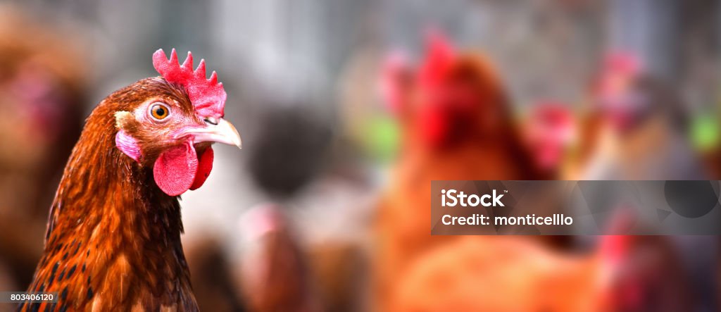 Polli nell'allevamento tradizionale di pollame ruspante - Foto stock royalty-free di Pollo
