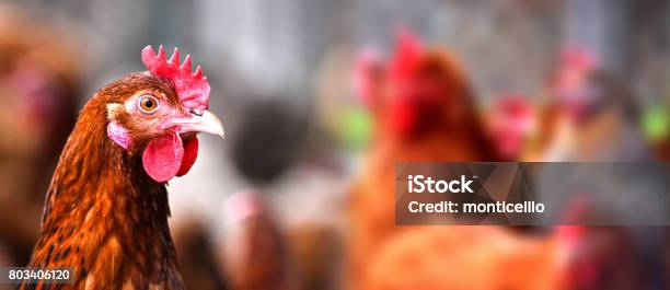 Chickens On Traditional Free Range Poultry Farm Stock Photo - Download Image Now - Chicken - Bird, Chicken Meat, Farm