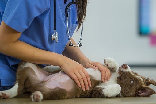A border collie puppy is lying with his belly up on a table, looking happy and cute. There is an unrecognizable veterinarian petting him. She is wearing a stethoscope and blue scrubs inside a veterinarian clinic.