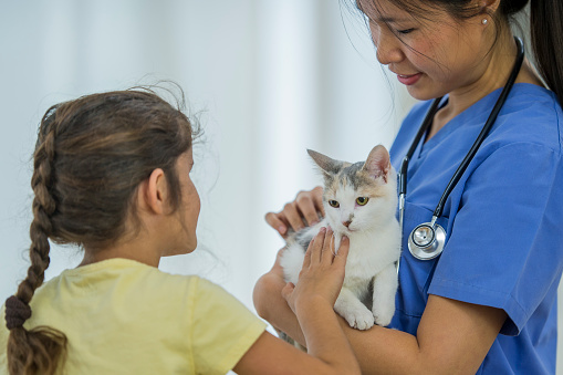 A unrecognizable young girl of elementary age and a veterinarian is petting a white cat. The vet is wearing a stethoscope and blue scrubs inside a veterinarian clinic.