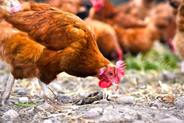 istock Chickens on traditional free range poultry farm 803408876