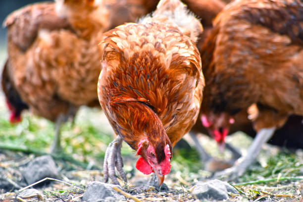 istock Chickens on traditional free range poultry farm 803409072