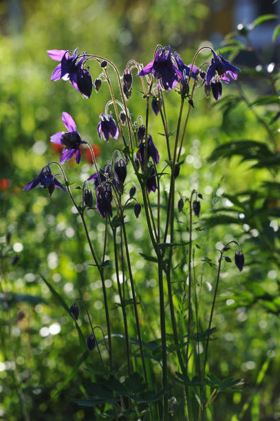 istock Aquilegia flowers 803409192