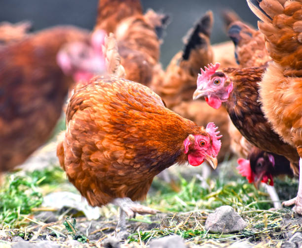 istock Chickens on traditional free range poultry farm 803409240